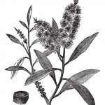 Ingredient Tea Tree